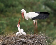 White Stork_ANL_7933